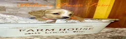Miniature Dachshund dogs for sale: Happy - Ad 5