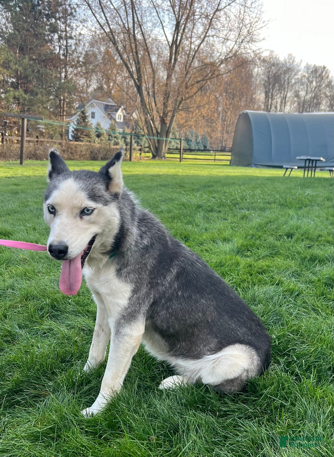 Siberian Husky dogs for sale: Fia - Ad 5