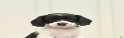 Mixed Breed dogs for sale: Fancy - Ad 5