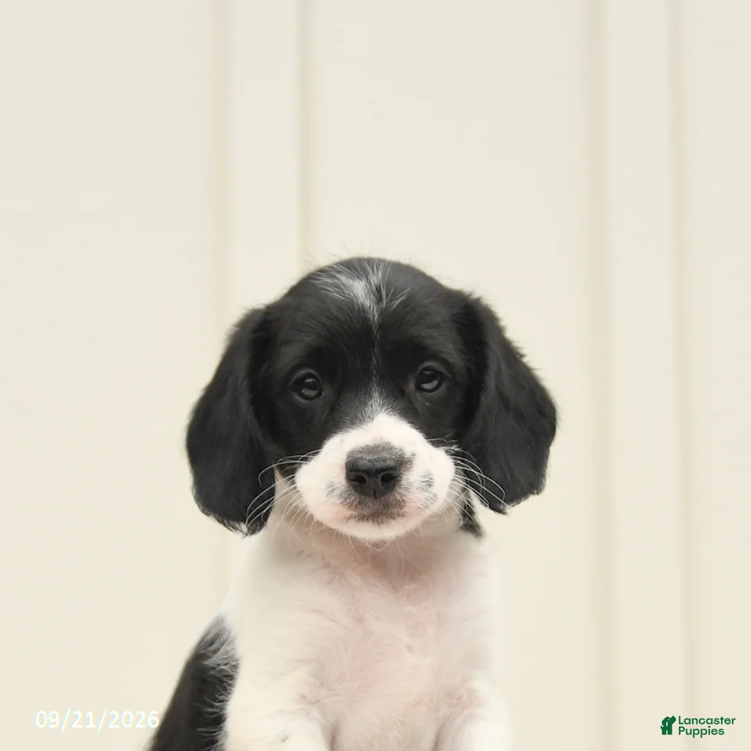Mixed Breed dogs for sale: Fancy - Ad 5