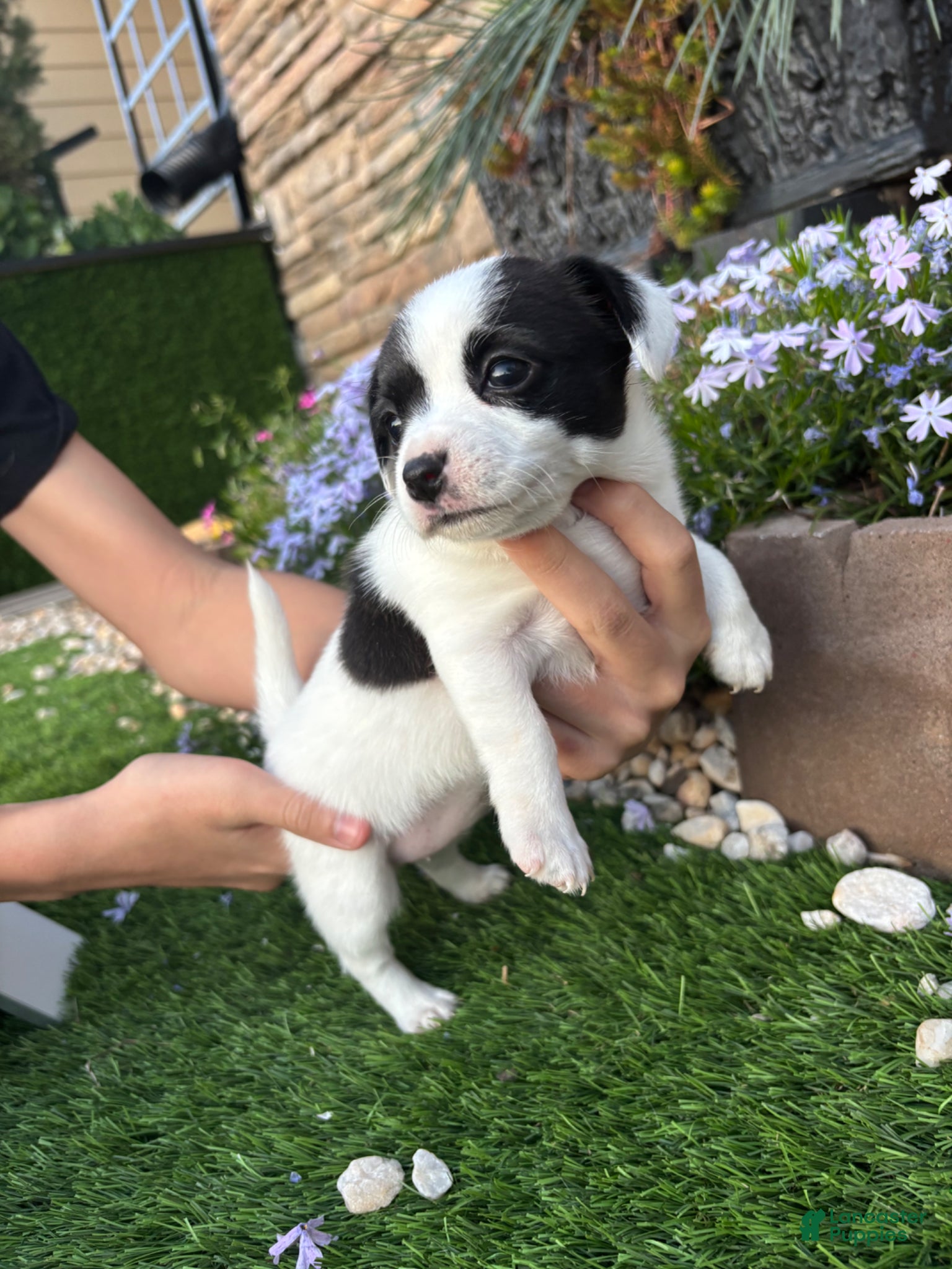 Jack Russell Terrier dogs Jack Russell Terrier Puppy 3 - Ad 15