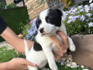 Jack Russell Terrier dogs Jack Russell Terrier Puppy 3 - Ad 15