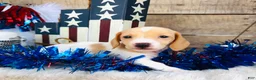 Miniature Dachshund dogs for sale: Jameson  - Ad 4
