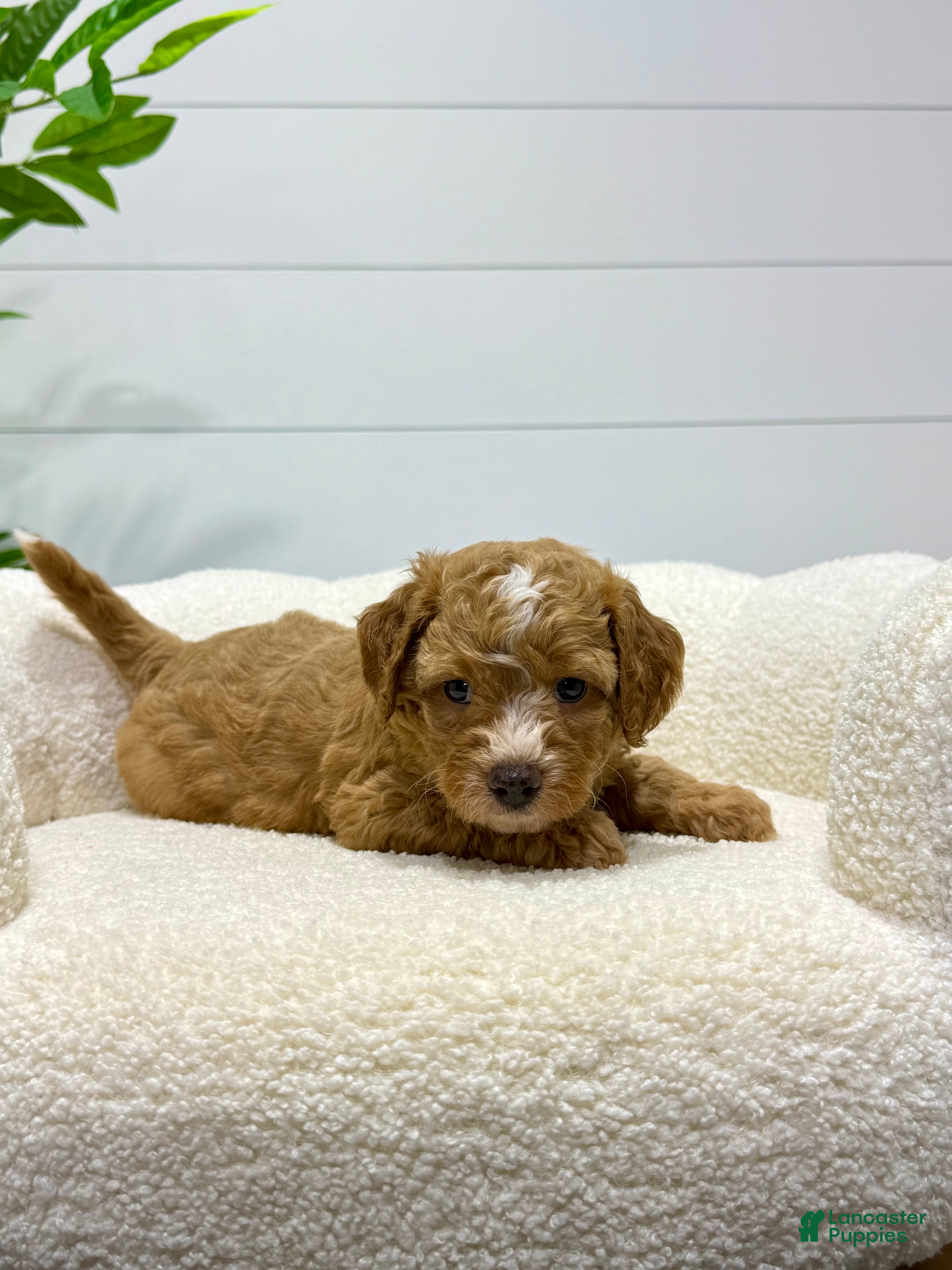 Mini Goldendoodle dogs for sale: Tori  💕🐶 - Ad 1