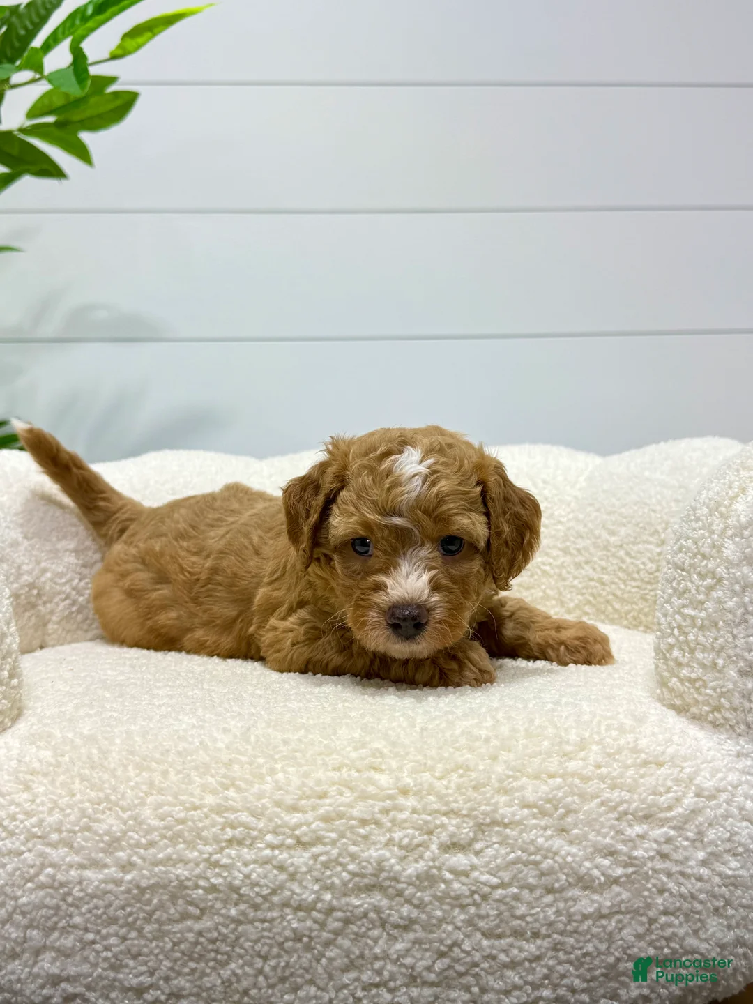 Mini Goldendoodle dogs for sale: Tori  💕🐶 - Ad 1