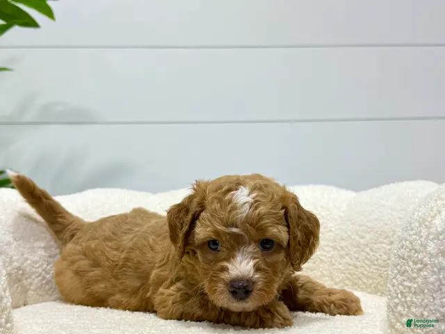 Mini Goldendoodle dogs for sale: Tori 💕🐶 - Ad 1