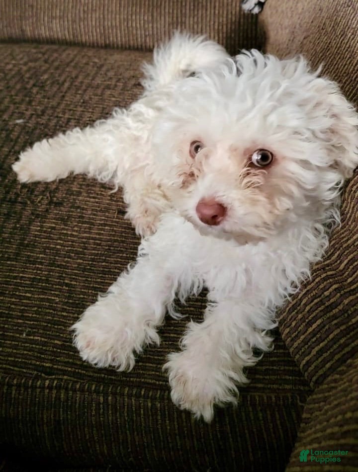 Bichon Frise dogs luna - Ad 1