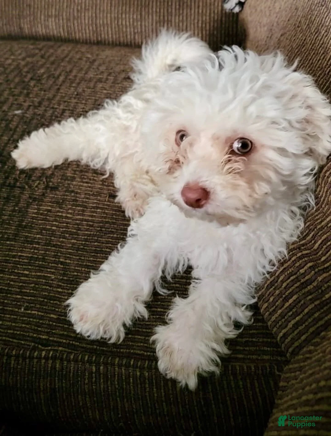 Bichon Frise dogs for sale: luna - Ad 1