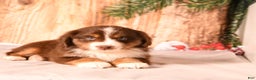 Miniature Australian Shepherd dogs for sale: Nutmeg - Ad 5