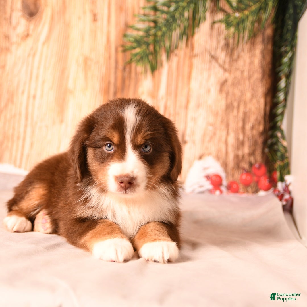Miniature Australian Shepherd dogs for sale: Nutmeg - Ad 5