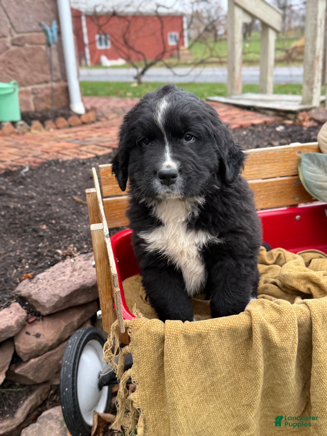 Mixed Breed dogs for sale: Whiskey - Ad 2