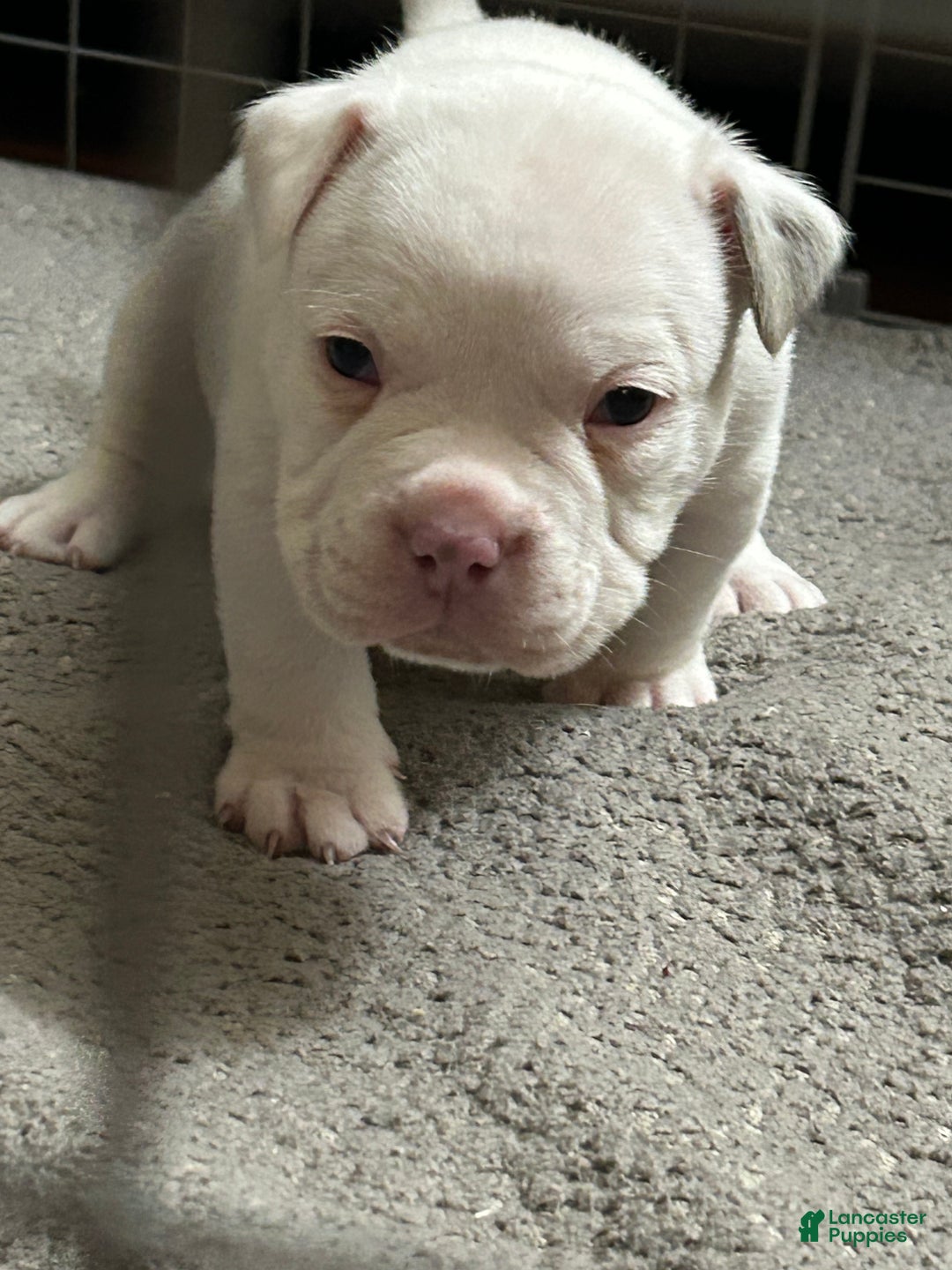 American Bully dogs for sale: American Bully Puppy 3 - Ad 1