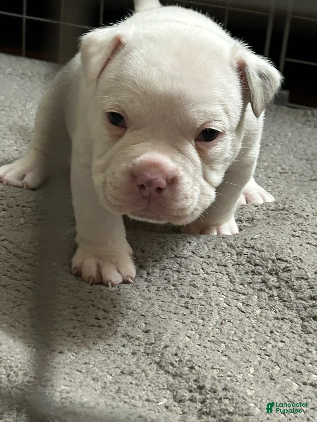 American Bully dogs for sale: American Bully Puppy 3 - Ad 1