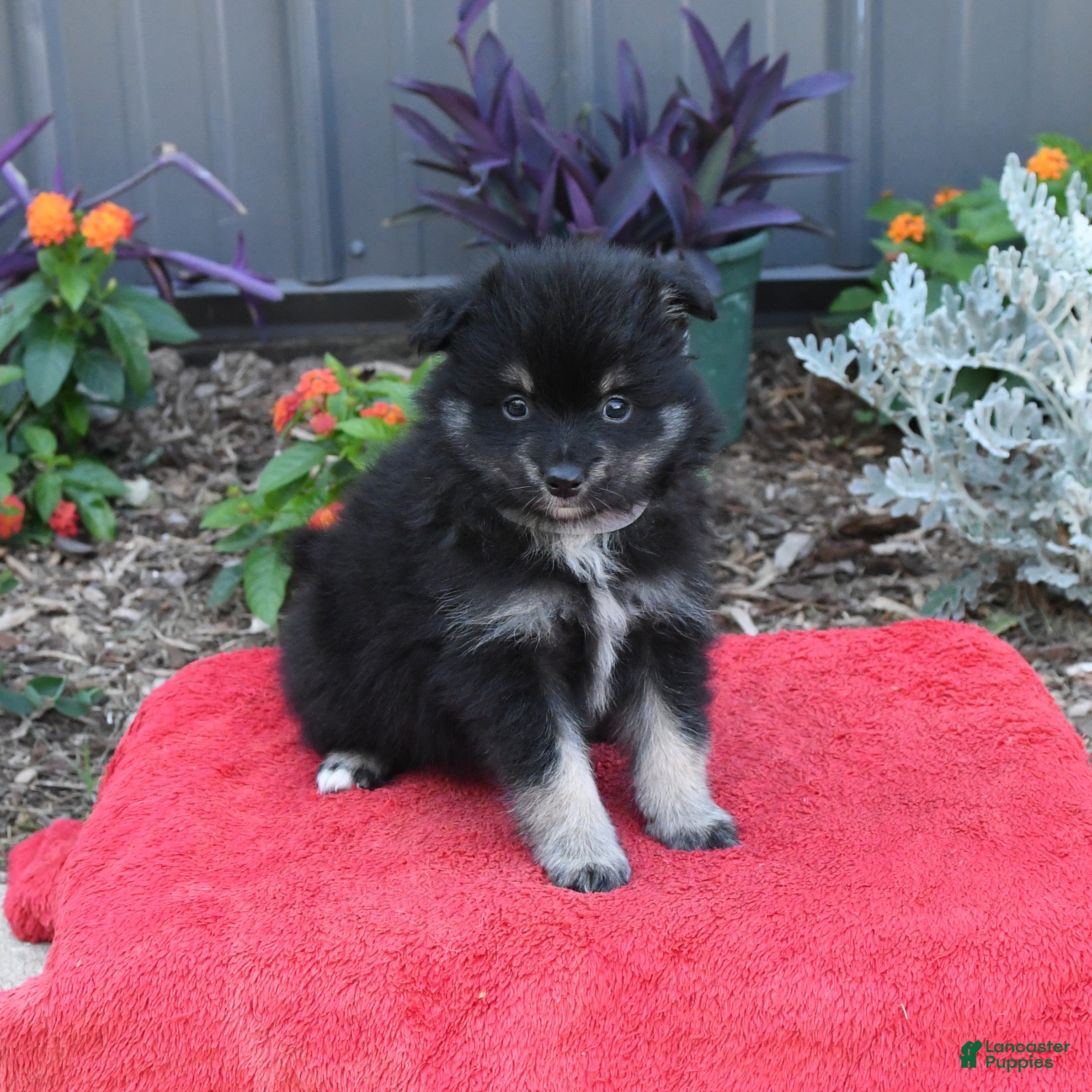 Pomeranian dogs Houdini - Ad 1