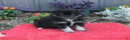 Pomeranian dogs for sale: Houdini - Ad 1