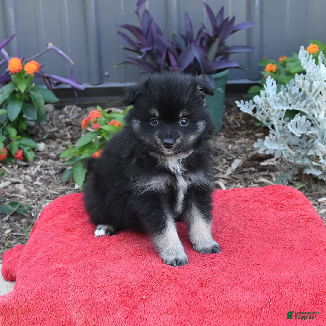 Pomeranian dogs for sale: Houdini - Ad 1