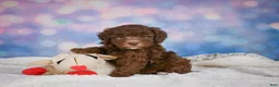 Mini Goldendoodle dogs for sale: Cliffy - Ad 9