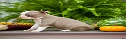 Boston Terrier dogs for sale: Rita - Ad 4