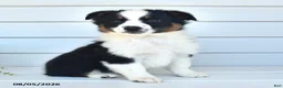 Miniature Australian Shepherd dogs for sale: Diego - Ad 2