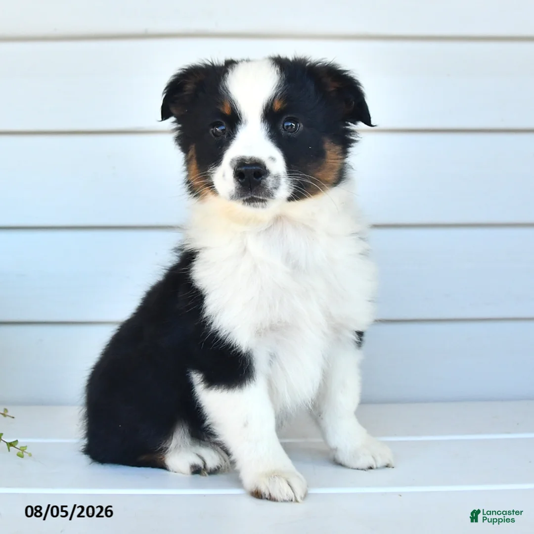 Miniature Australian Shepherd dogs for sale: Diego - Ad 2