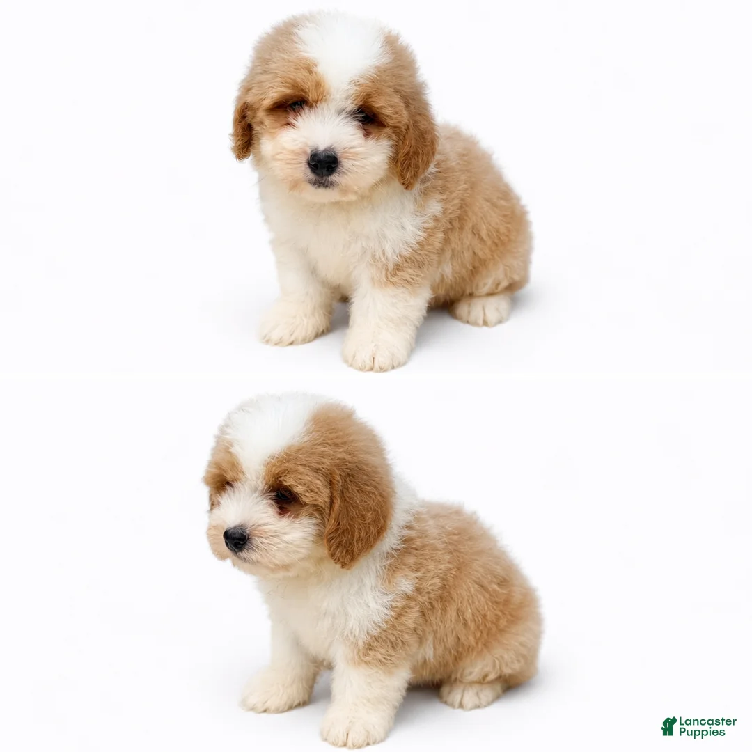 Mini Bernedoodle dogs for sale: Mini Bernedoodle male - Peanut Butter - Ad 3