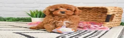 Cavapoo dogs for sale: Rose - Ad 1