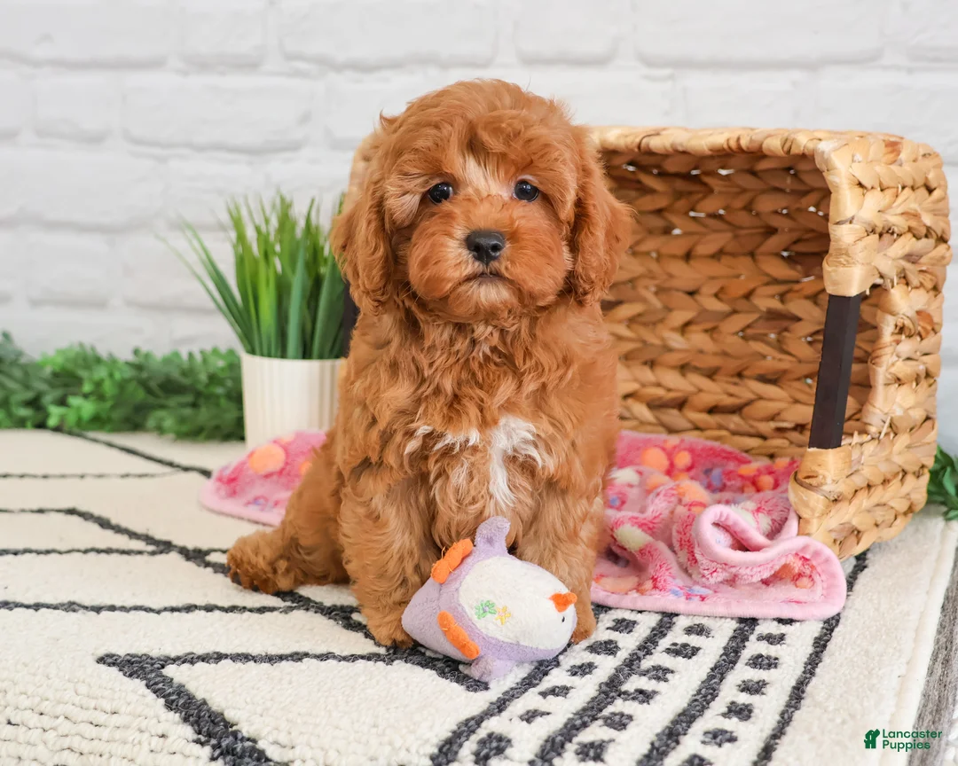 Cavapoo dogs for sale: Rose - Ad 1