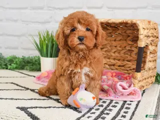 Cavapoo dogs Rose - Ad 30
