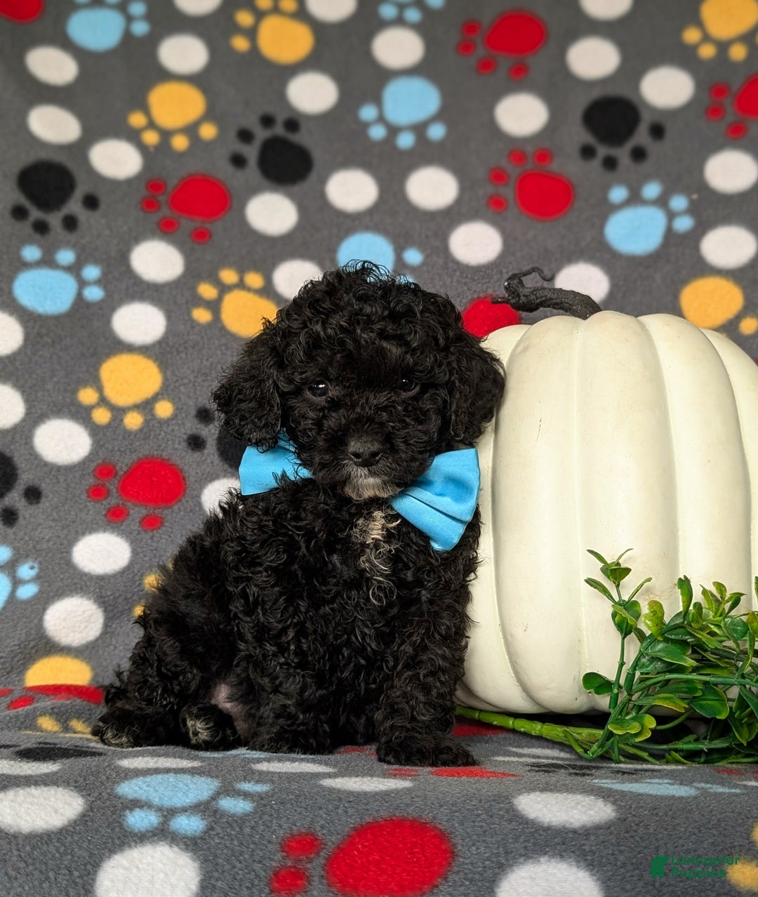Miniature Poodle dogs for sale: Tennyson - Ad 3