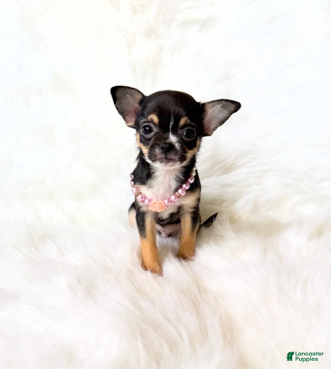 Chihuahua dogs for sale: Kitty - Ad 10