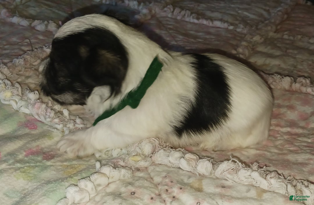 Miniature Schnauzer dogs for sale: Mia's Green Ribbon Boy  - Ad 6