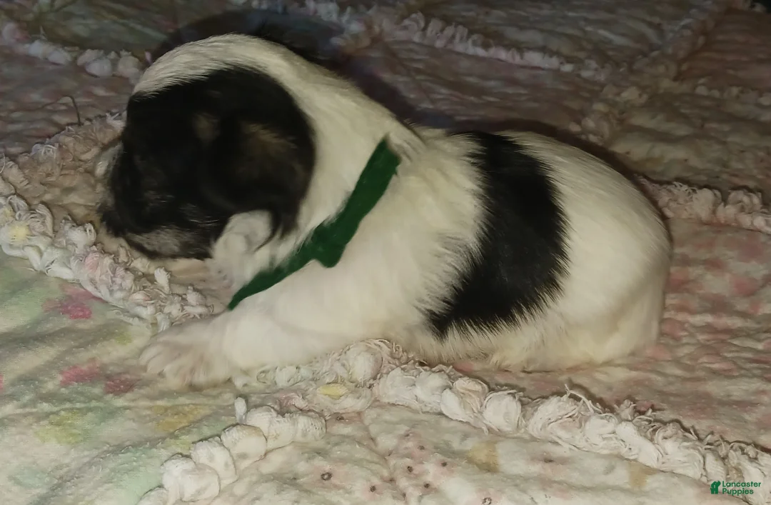 Miniature Schnauzer dogs for sale: Mia's Green Ribbon Boy  - Ad 6