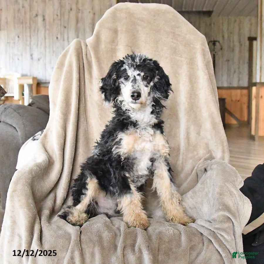 Miniature Poodle dogs Apollo - Ad 32