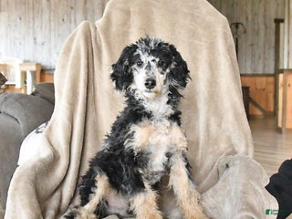 Miniature Poodle dogs Apollo - Ad 31