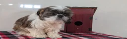 Shih Tzu dogs for sale: Cash - Ad 4