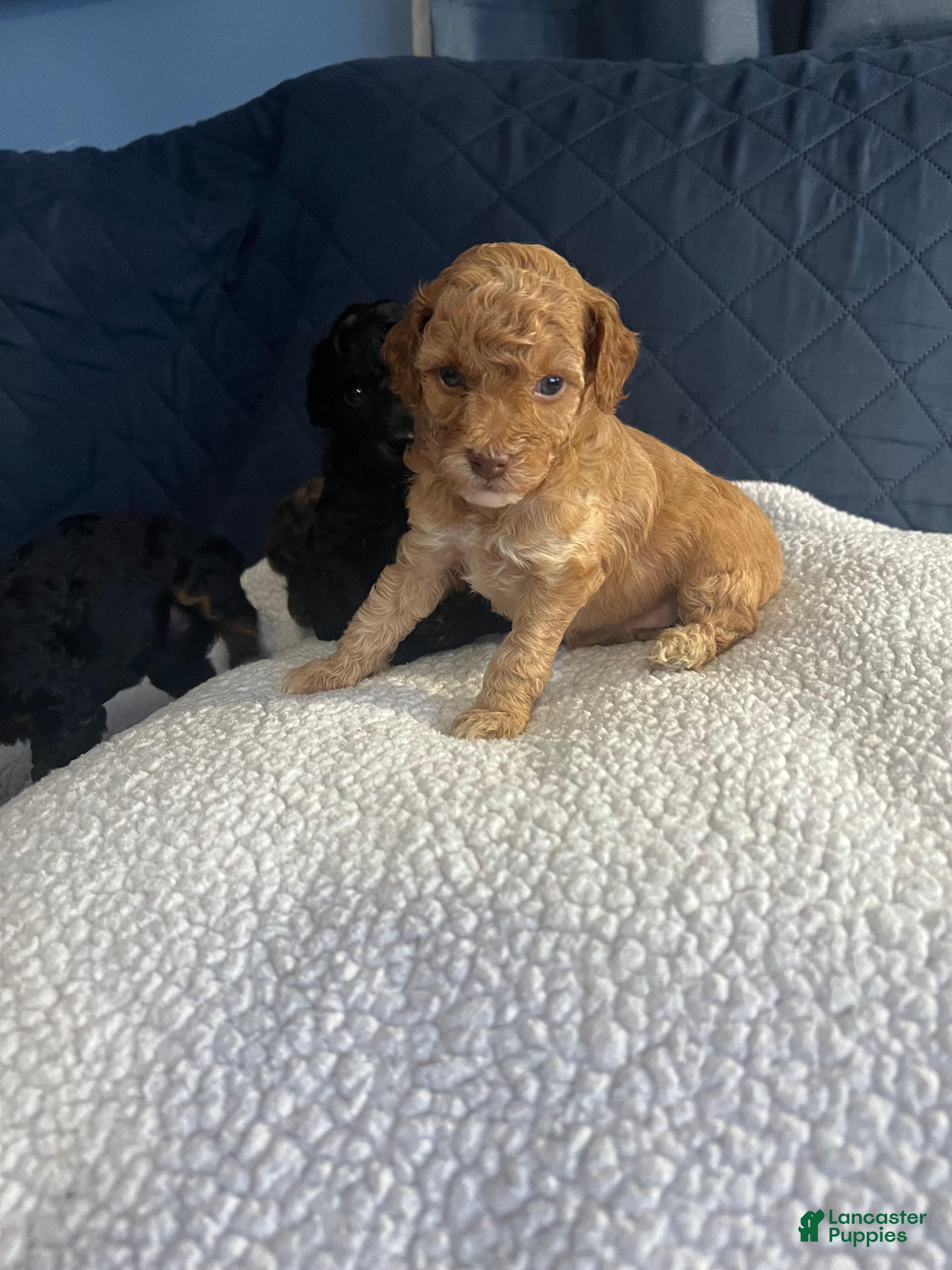 Miniature Poodle dogs Petal - Ad 14