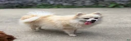 Pomeranian dogs for sale: Aspen - Ad 5