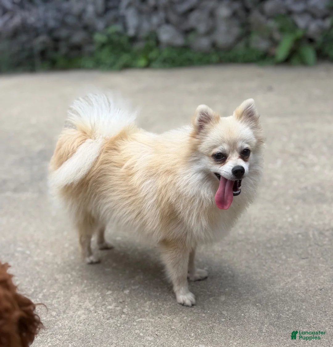 Pomeranian dogs for sale: Aspen - Ad 5