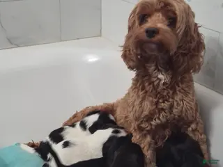 English Springer Spaniel dogs English Springer Spaniel Puppy 2 - Ad 21