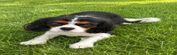 Cavalier King Charles Spaniel dogs for sale: Cavalier King Charles Spaniel (Bentley) - Ad 7