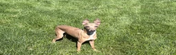 Italian Greyhound dogs for sale: Italian Greyhound Puppy 3 - Ad 7
