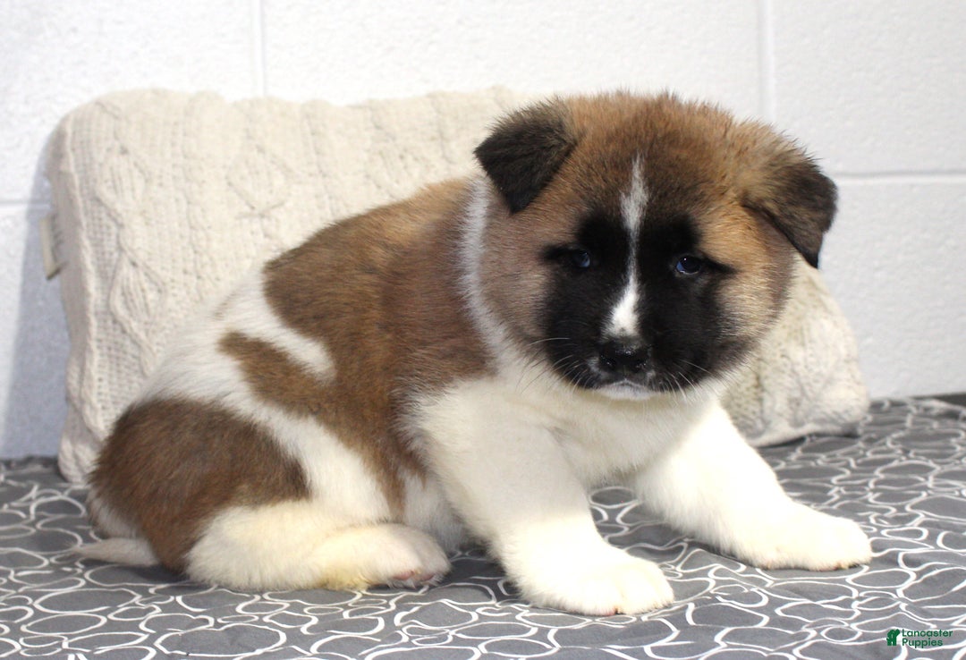 Akita dogs for sale: Dolley - Ad 14