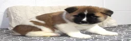 Akita dogs for sale: Ranger - Ad 15