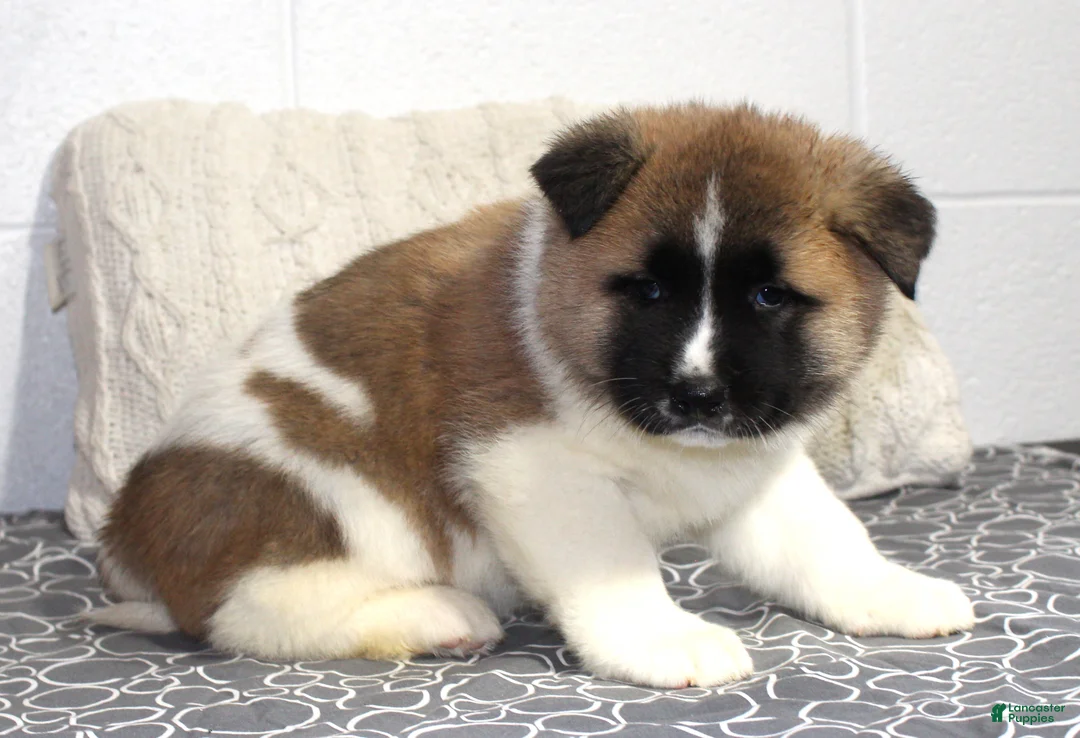Akita dogs for sale: Ranger - Ad 15