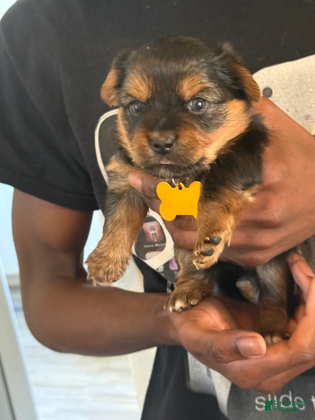 Yorkshire Terrier dogs for sale: Suki - Ad 2