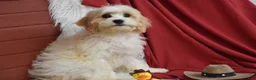 Cavachon dogs for sale: Mason - Ad 3