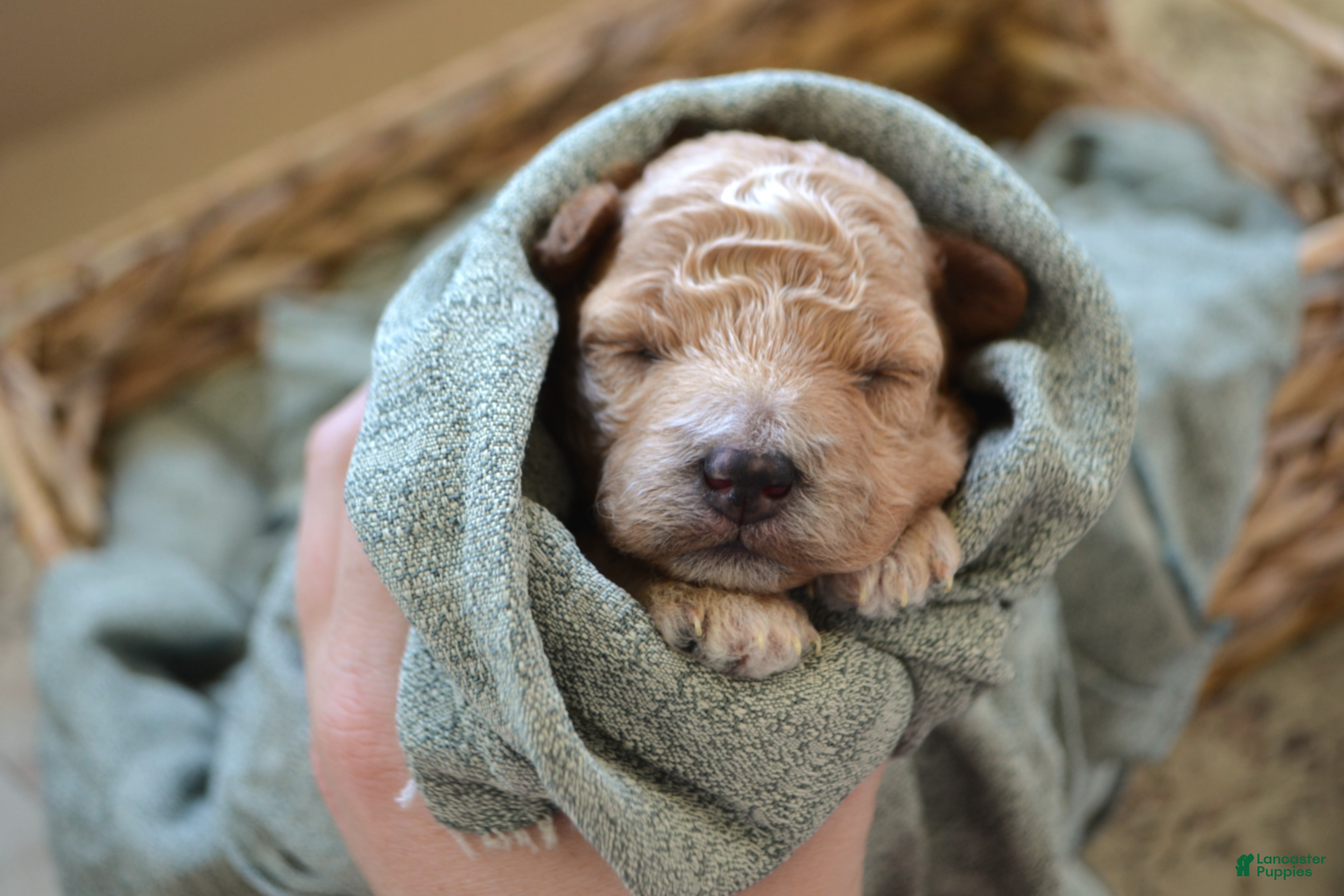 Maltipoo dogs Ginger - Ad 2