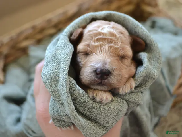 Maltipoo dogs for sale: Ginger - Ad 2