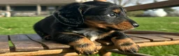 Dachshund dogs for sale: Sonic - Ad 3