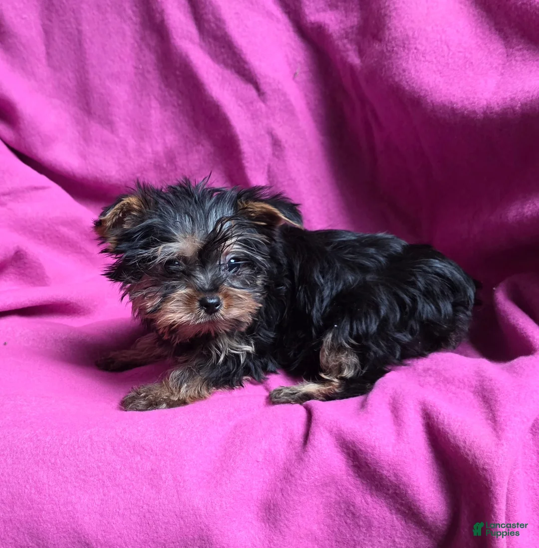 Yorkshire Terrier dogs for sale: Little one - Ad 10